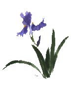 orquidea-148x190.gif