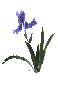 orquidea-190x283.gif