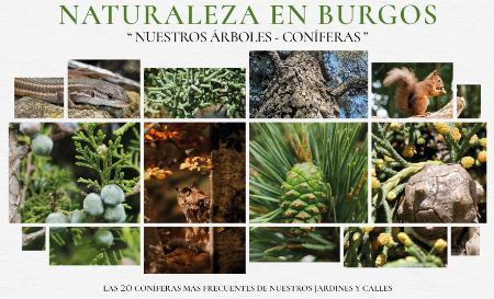 Image Naturaleza en Burgos - Nuestras Coníferas