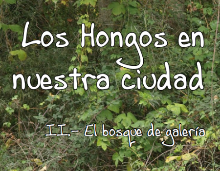 Imagen II Cuaderno de la colección Los hongos en nuestra ciudad, el bosque de...