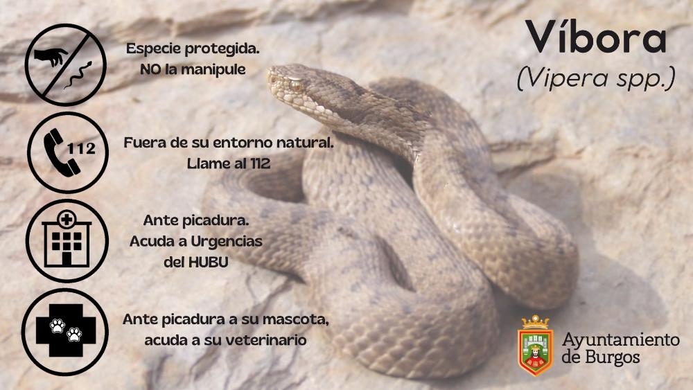 Imagen Víbora, una especie protegida y venenosa